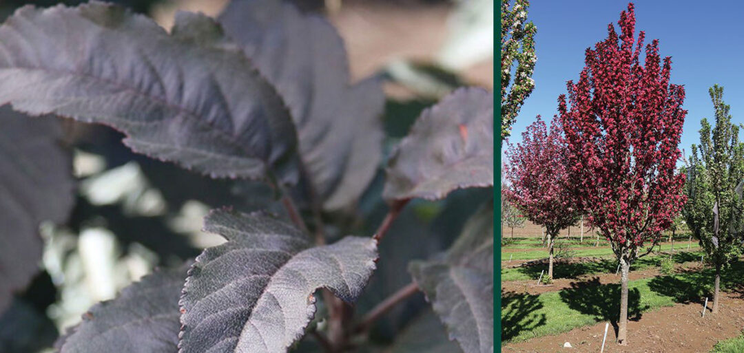 Raspberry Spear Crabapple - Image 3