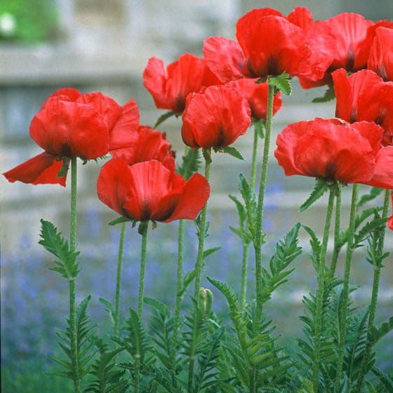 Red Dwarf Oriental Poppy - Image 2