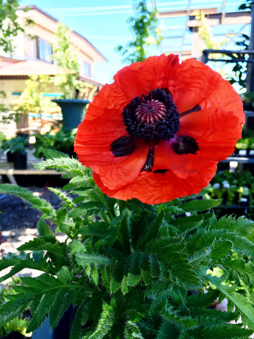 Red Dwarf Oriental Poppy - Image 3