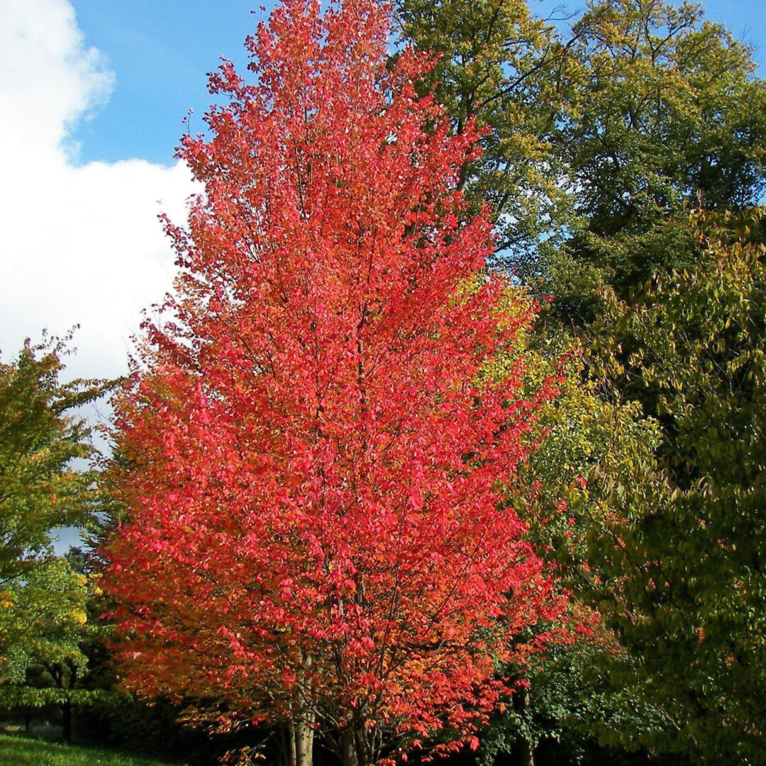 Red Rocket Red Maple - Image 2