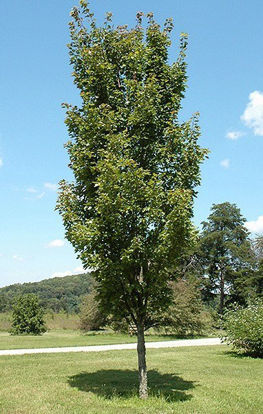 Red Rocket Red Maple - Image 3