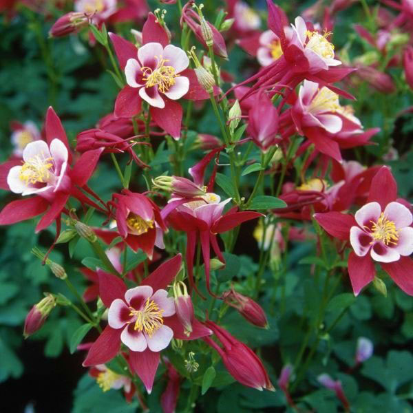 Red and White Columbine - Image 2