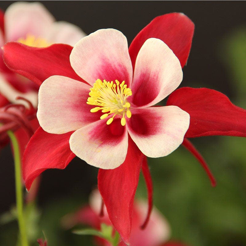 Red and White Columbine - Image 3