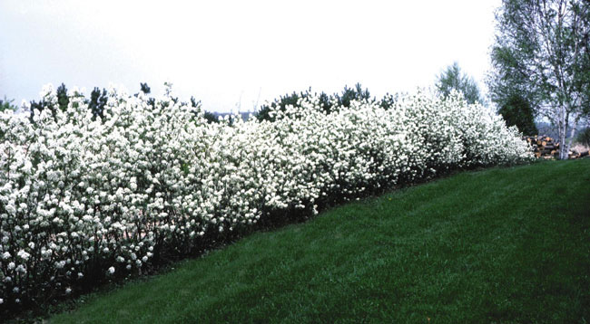 Regent Serviceberry - Image 2