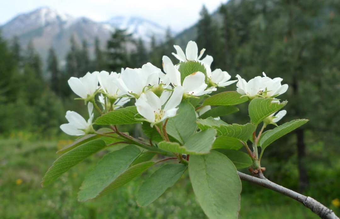 Regent Serviceberry - Image 3