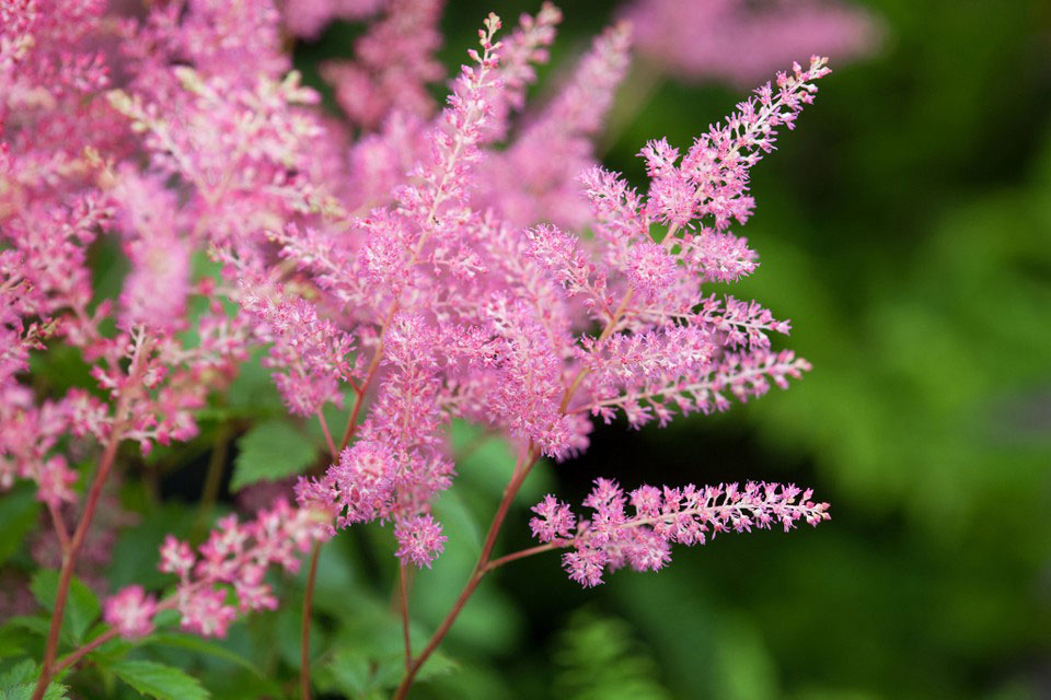 Rhienland Astilbe - Image 3