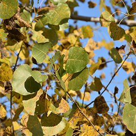 Robusta Poplar - Image 3