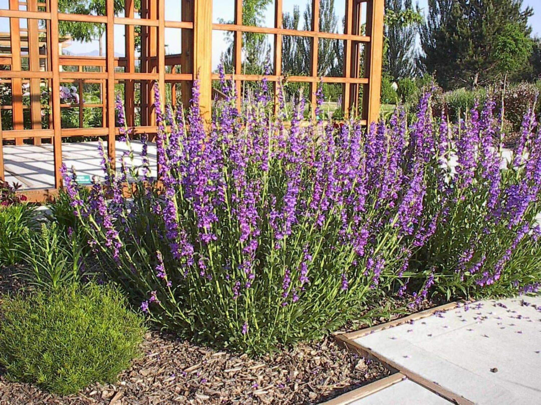Rocky Mountain Penstemon - Image 2