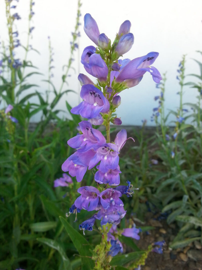 Rocky Mountain Penstemon - Image 3