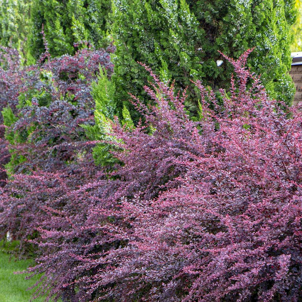 Rose Glow Barberry - Image 2