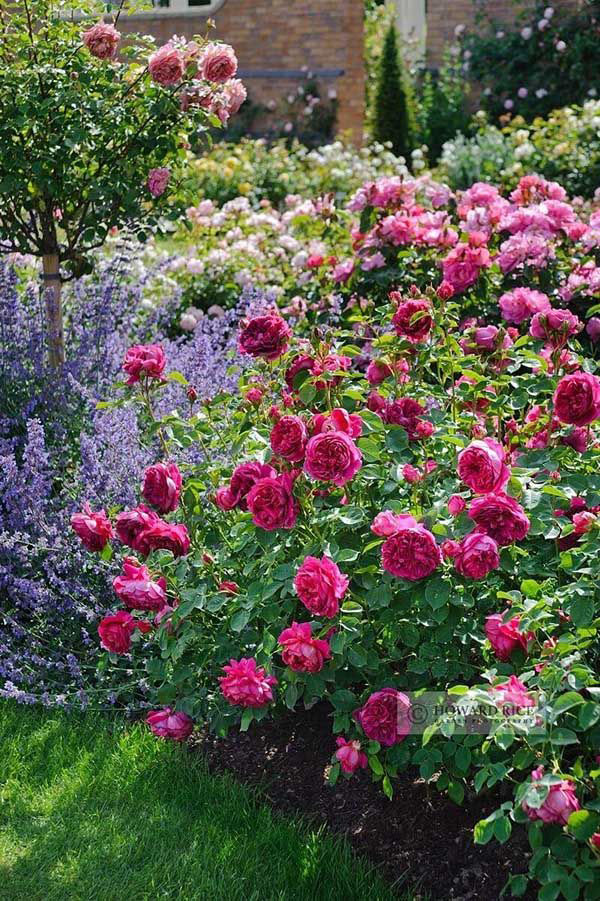 Roses - Image 2