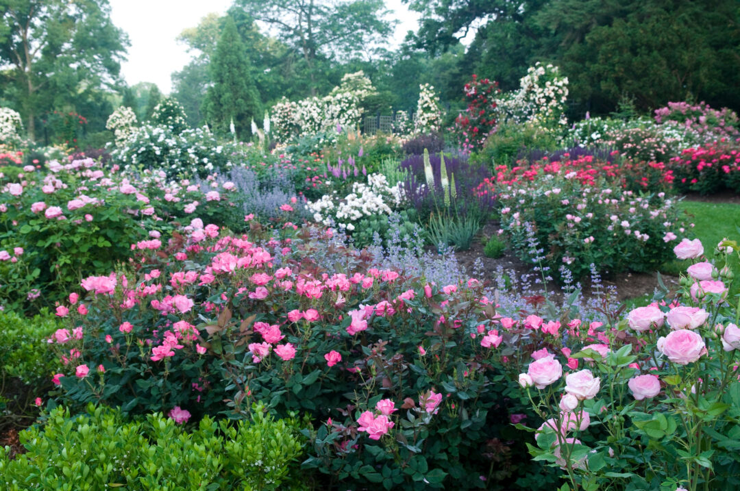 Roses - Image 3
