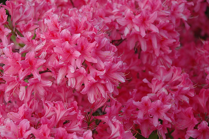 Rosy Lights Azalea - Image 2