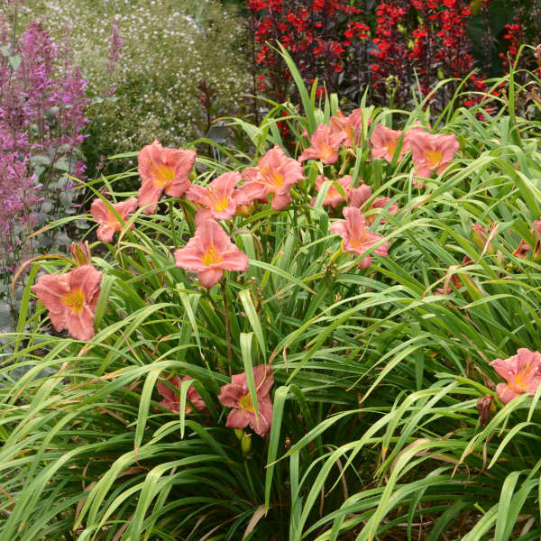 Rosy Returns Daylily - Image 2