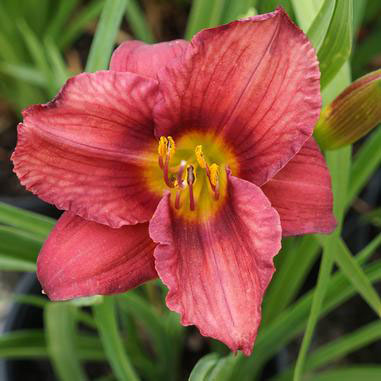 Rosy Returns Daylily - Image 3
