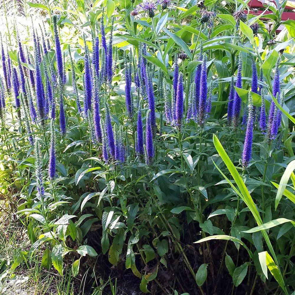 Royal Candles Speedwell - Image 2