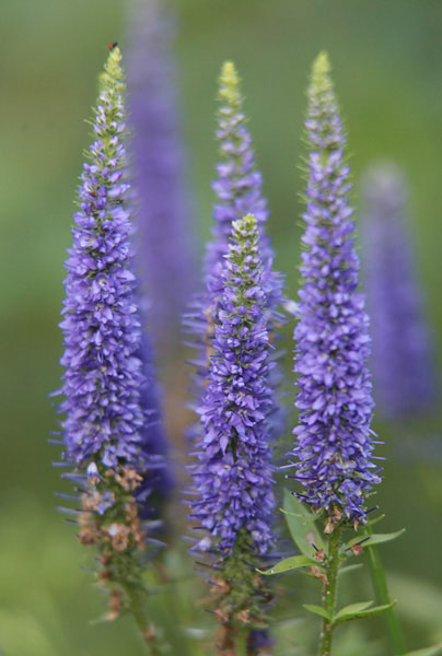 Royal Candles Speedwell - Image 3