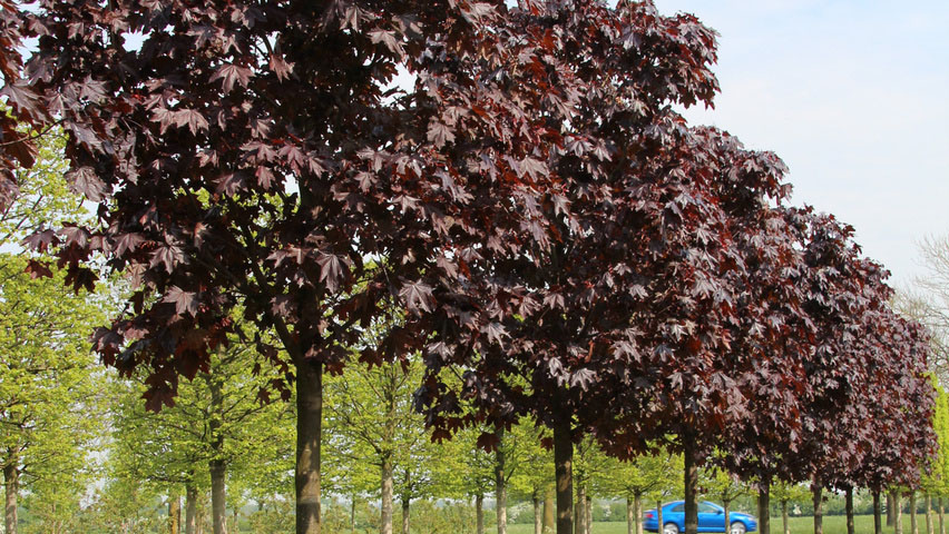 Royal Red Norway Maple - Image 2