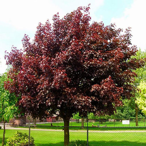 Royal Red Norway Maple - Image 3