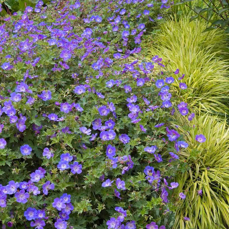 Rozanne Cranesbill - Image 2
