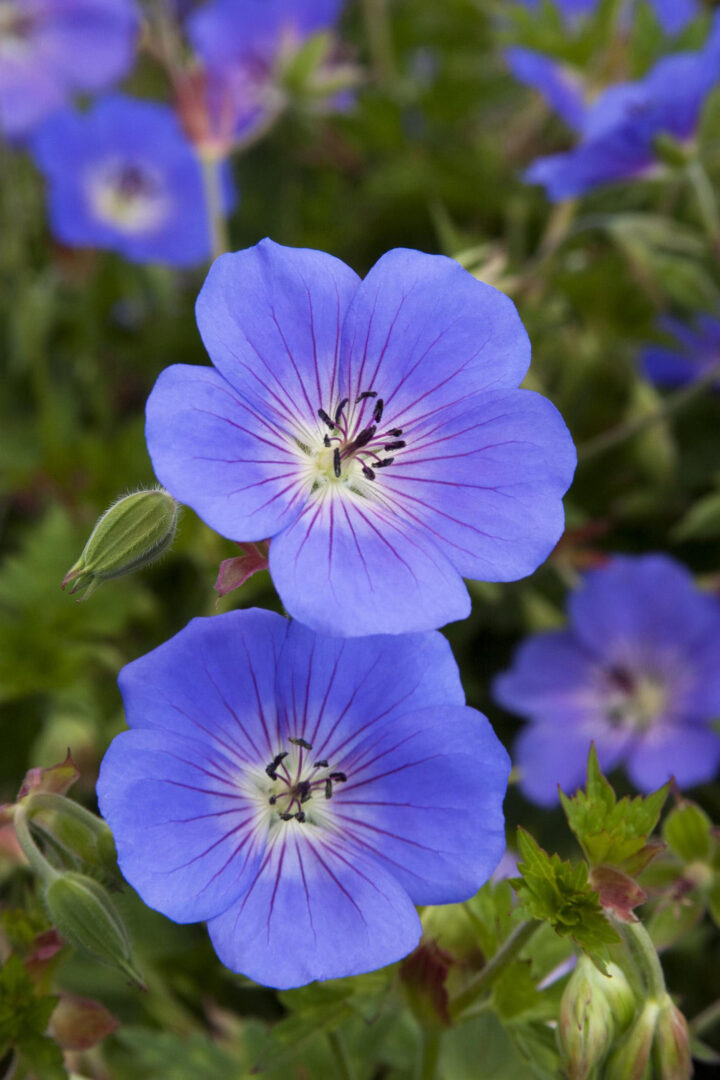 Rozanne Cranesbill - Image 3