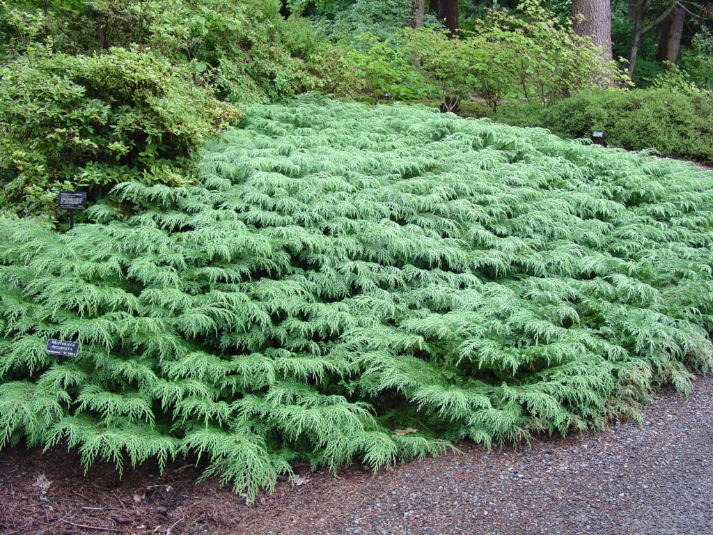 Russian Arborvitae - Image 2