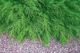 Russian Arborvitae - Image 3