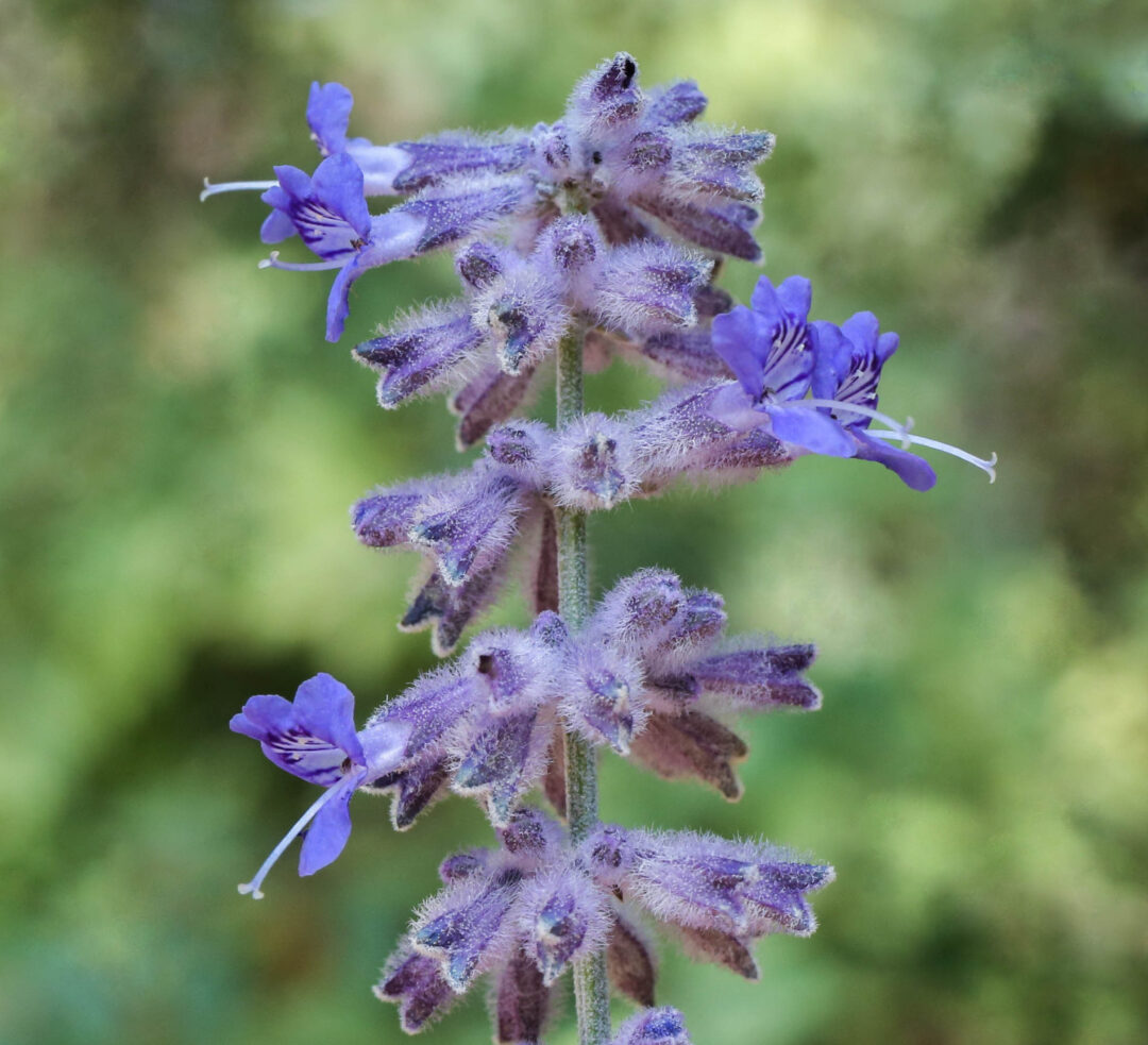 Russian Sage - Image 3