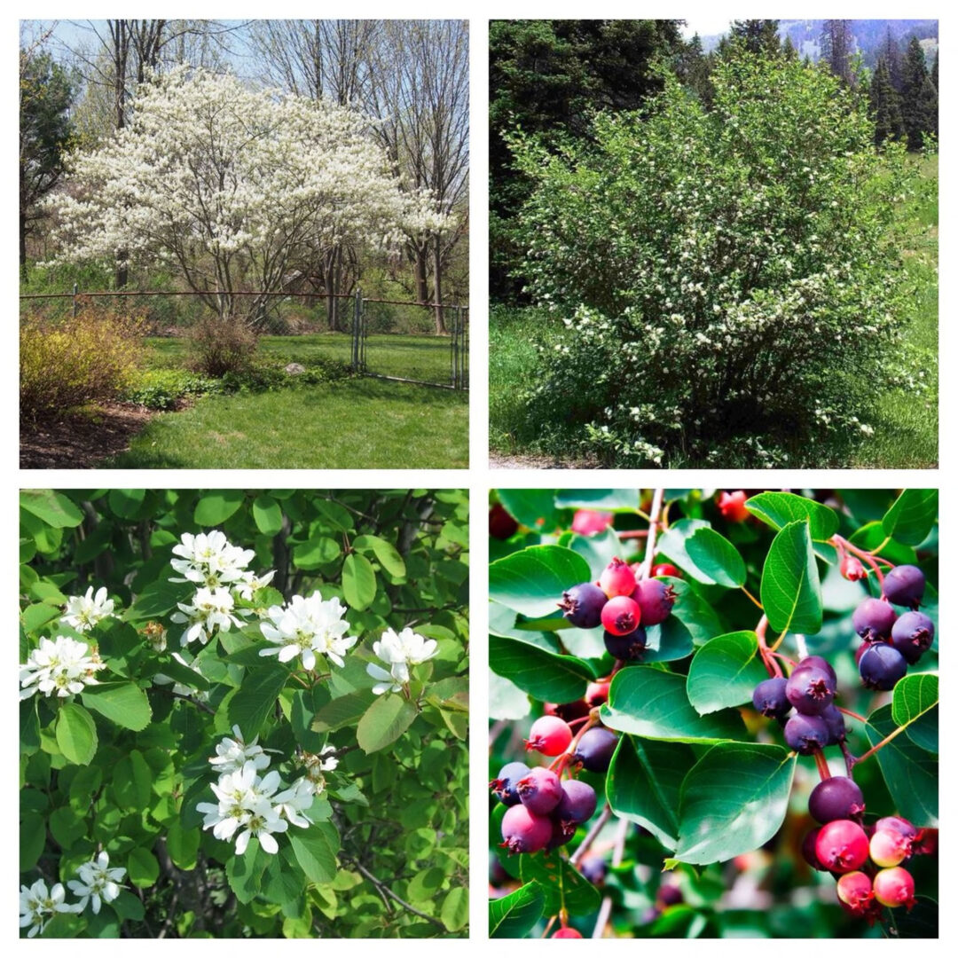 Saskatoon Serviceberry - Image 2