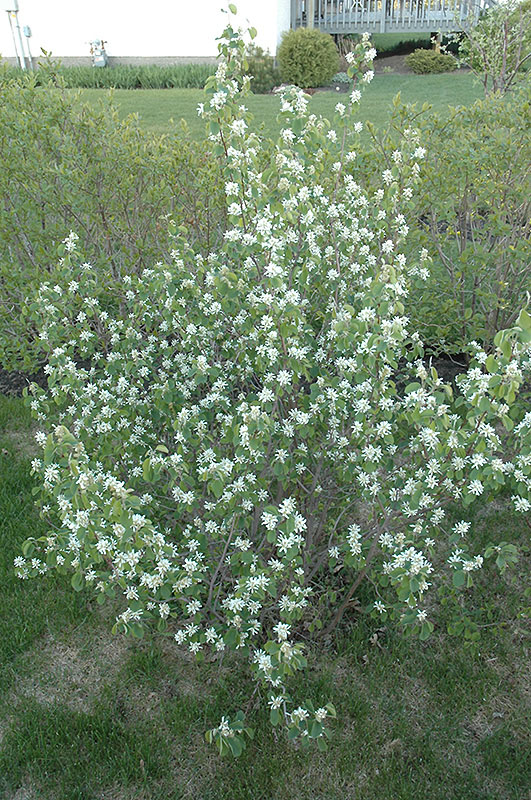 Saskatoon Serviceberry - Image 3