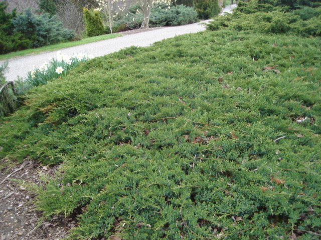 Savin Juniper - Image 2