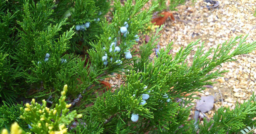 Savin Juniper - Image 3