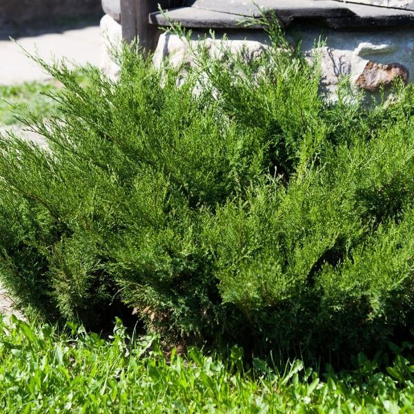 Scandia Juniper - Image 2