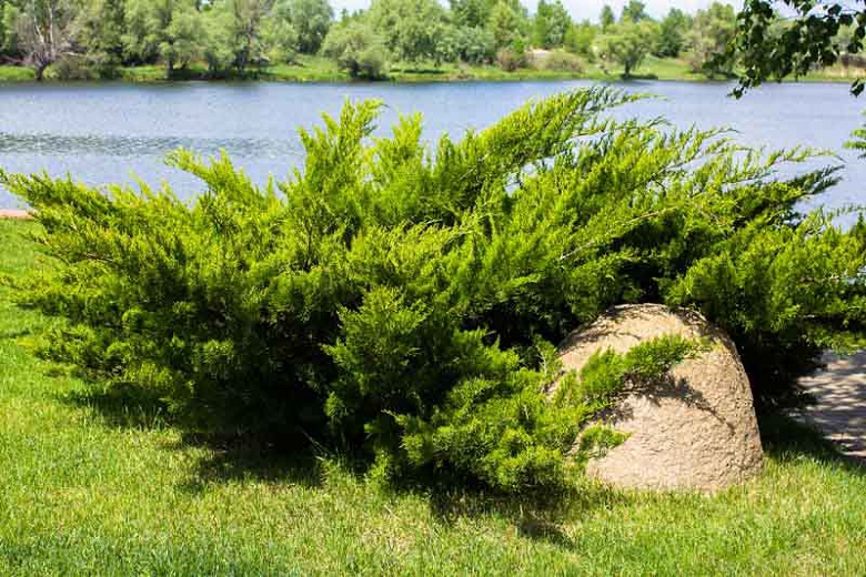 Scandia Juniper - Image 3