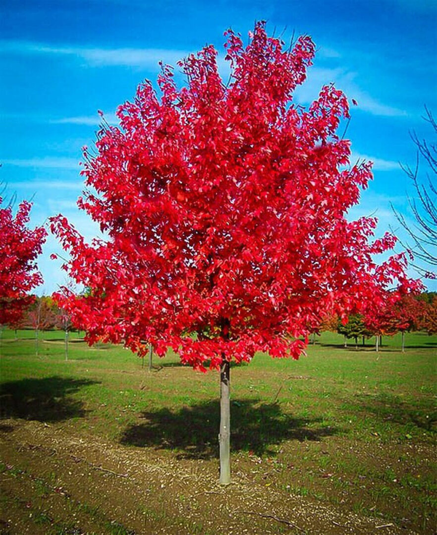 Scarlet Jewel Maple - Image 2