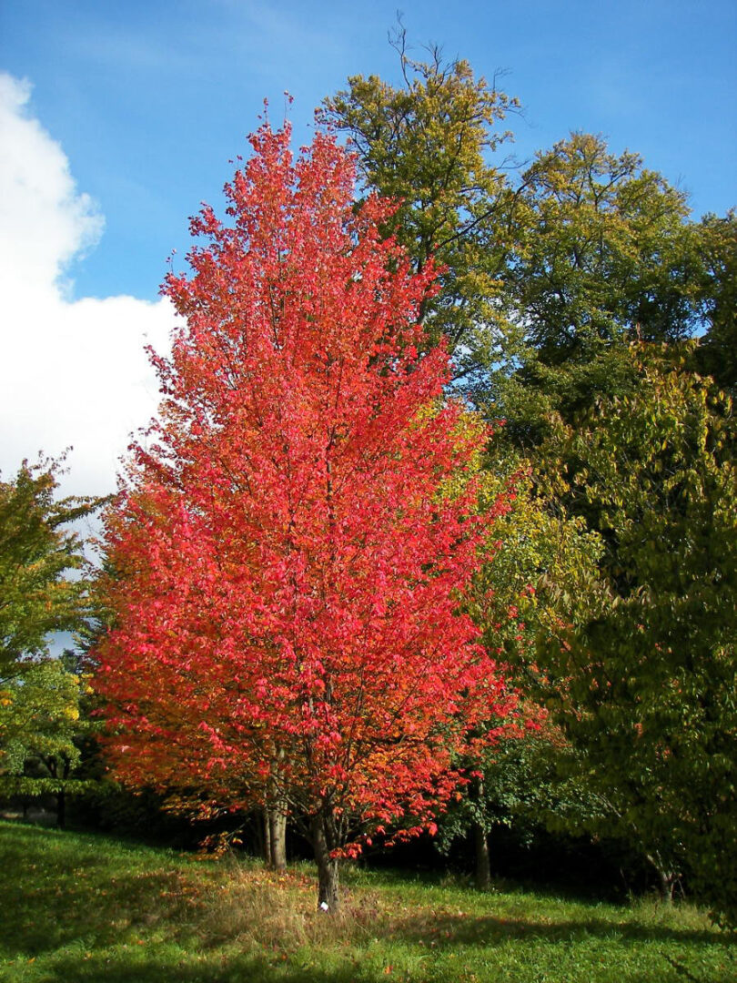 Scarlet Jewel Maple - Image 3