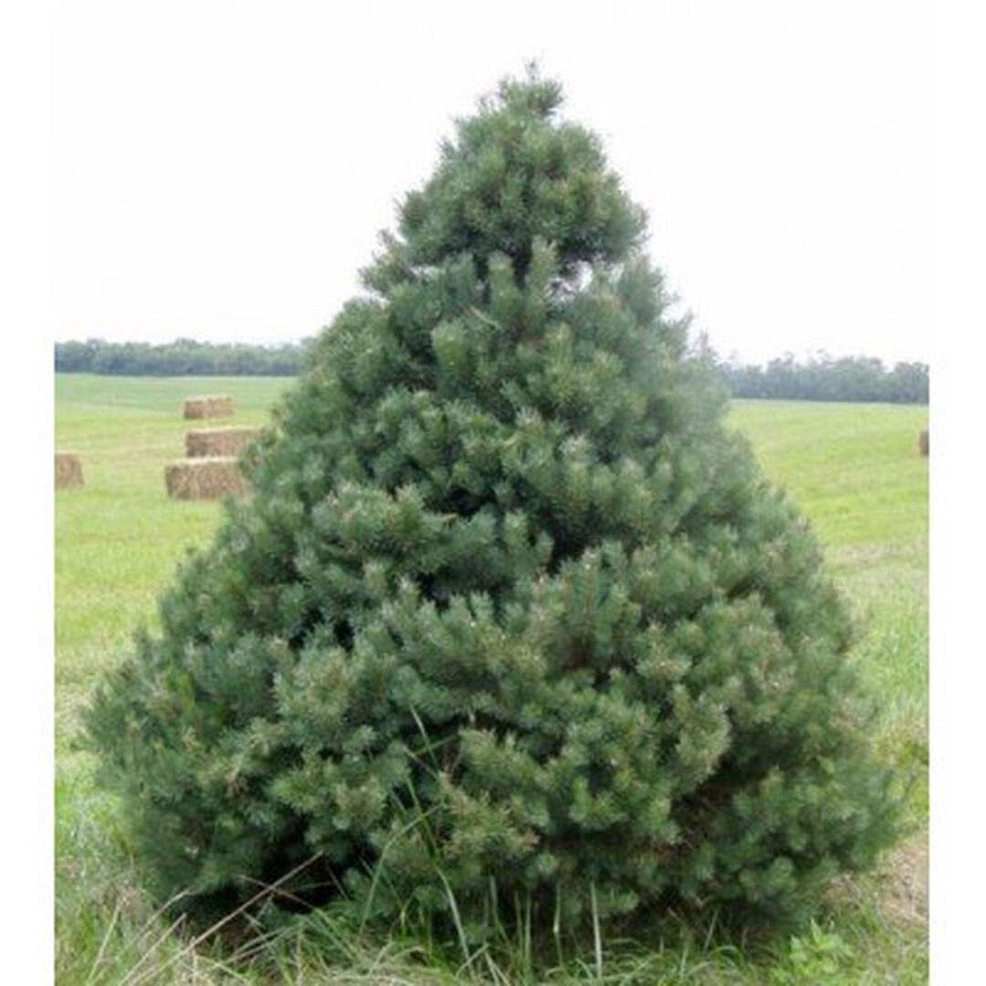 Scotch Pine - Image 2