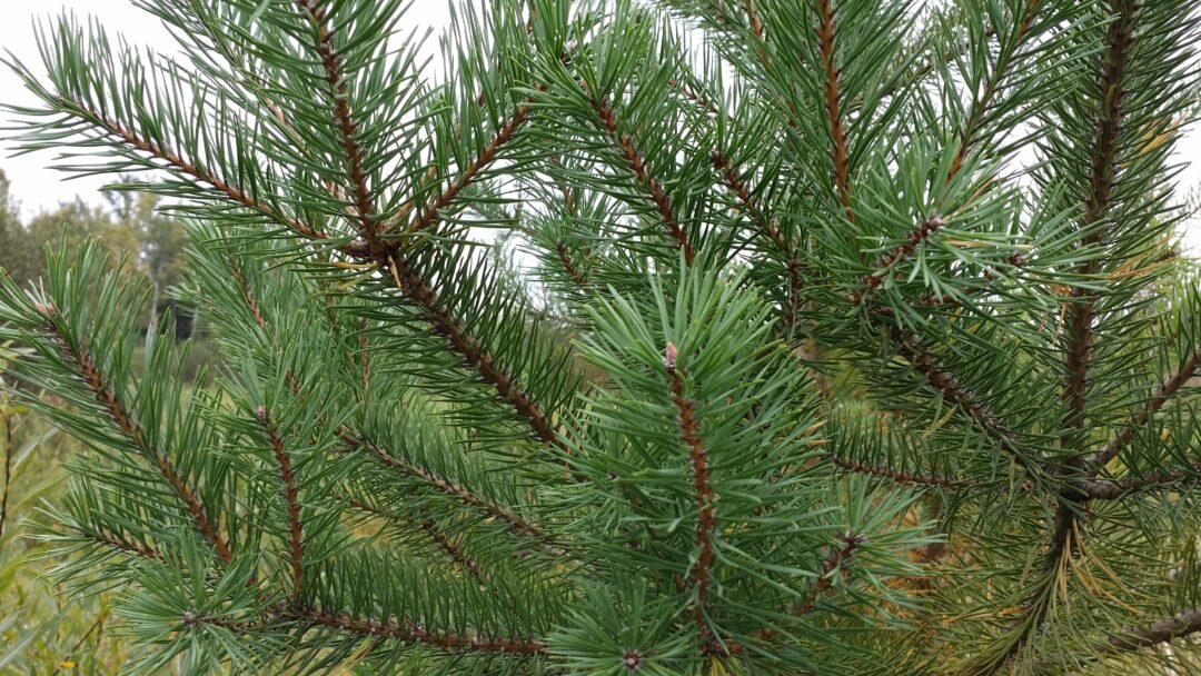 Scotch Pine - Image 3