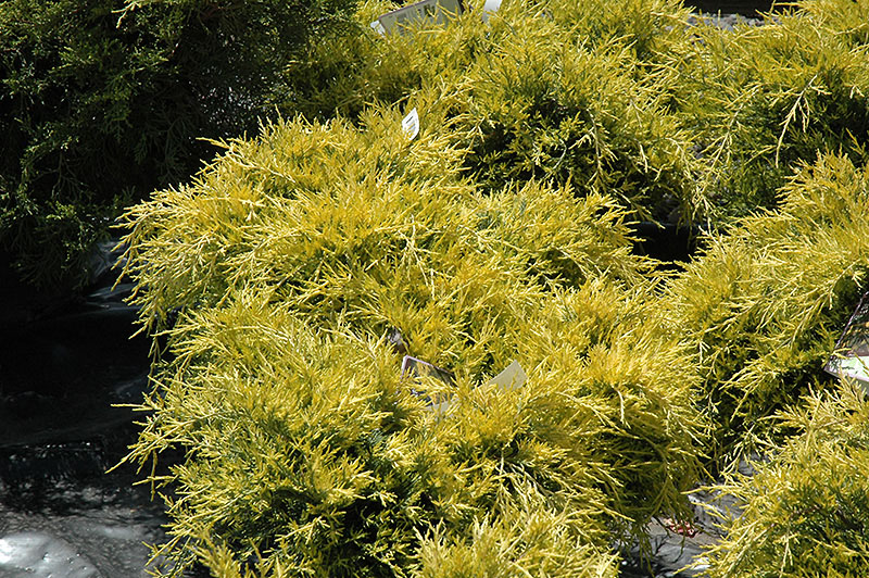 Sea of Gold Juniper - Image 2