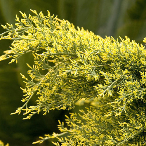 Sea of Gold Juniper - Image 3