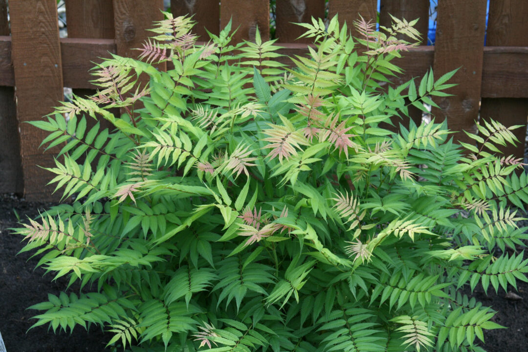 Sem Ash Leaf Spirea - Image 2