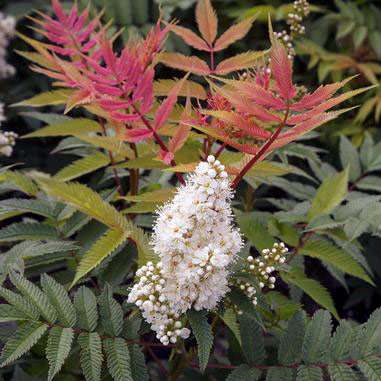Sem Ash Leaf Spirea - Image 3