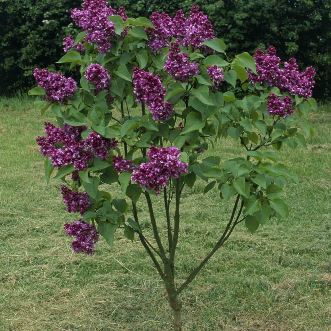 Sensation Lilac - Image 2