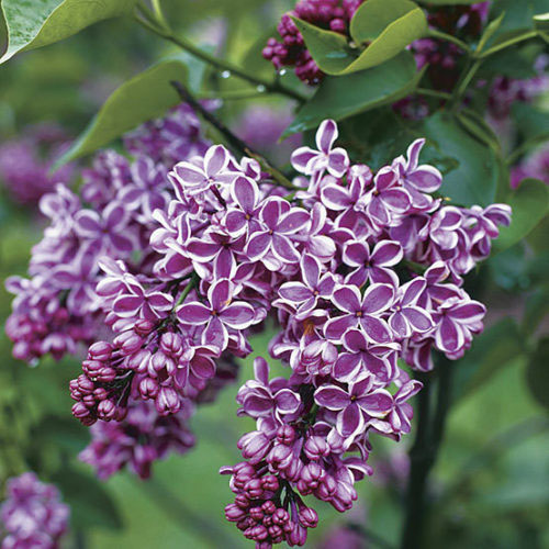 Sensation Lilac - Image 3
