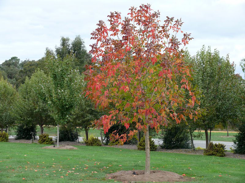 Sensation Maple - Image 3