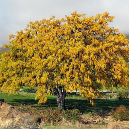 Shademaster Honeylocust - Image 3