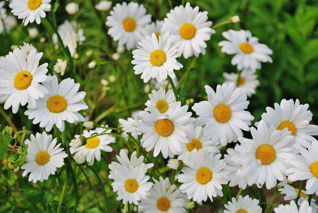 Shasta Daisy - Image 2