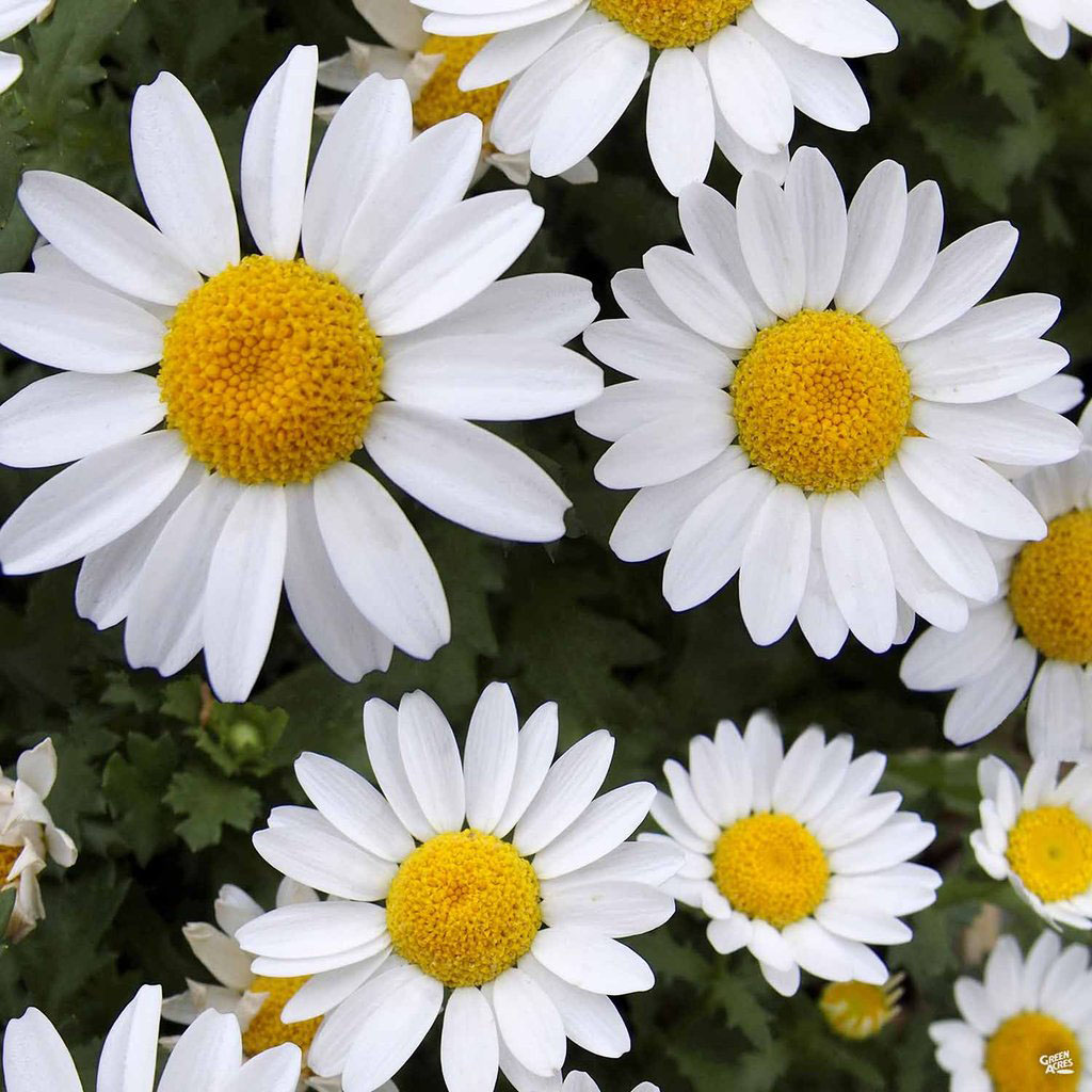 Shasta Daisy - Image 3