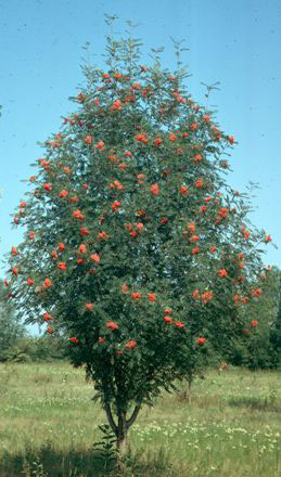 Showy Mountain Ash - Image 2