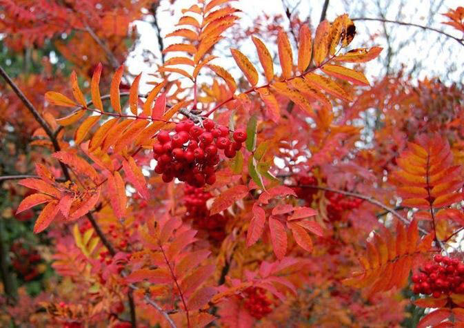 Showy Mountain Ash - Image 3